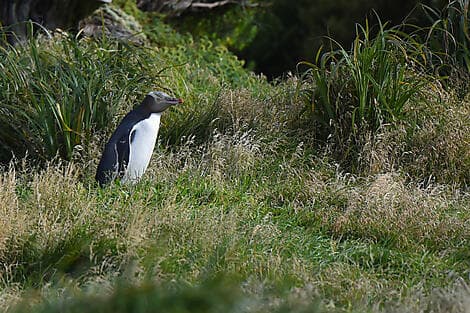 27 Jan 27 - Enderby Island, Auckland Islands