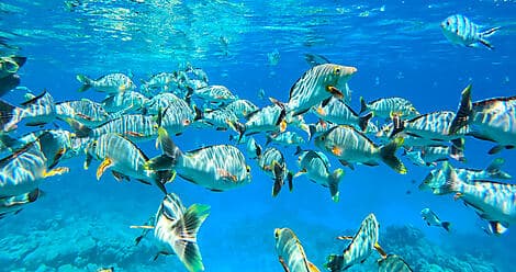 16 Nov 26 - Mataiva, Tuamotu Islands