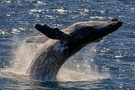 18 Aug 27 - Húsavík