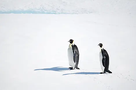 28 Nov 25 > 3 Dec 25 - The Weddell Sea exploration