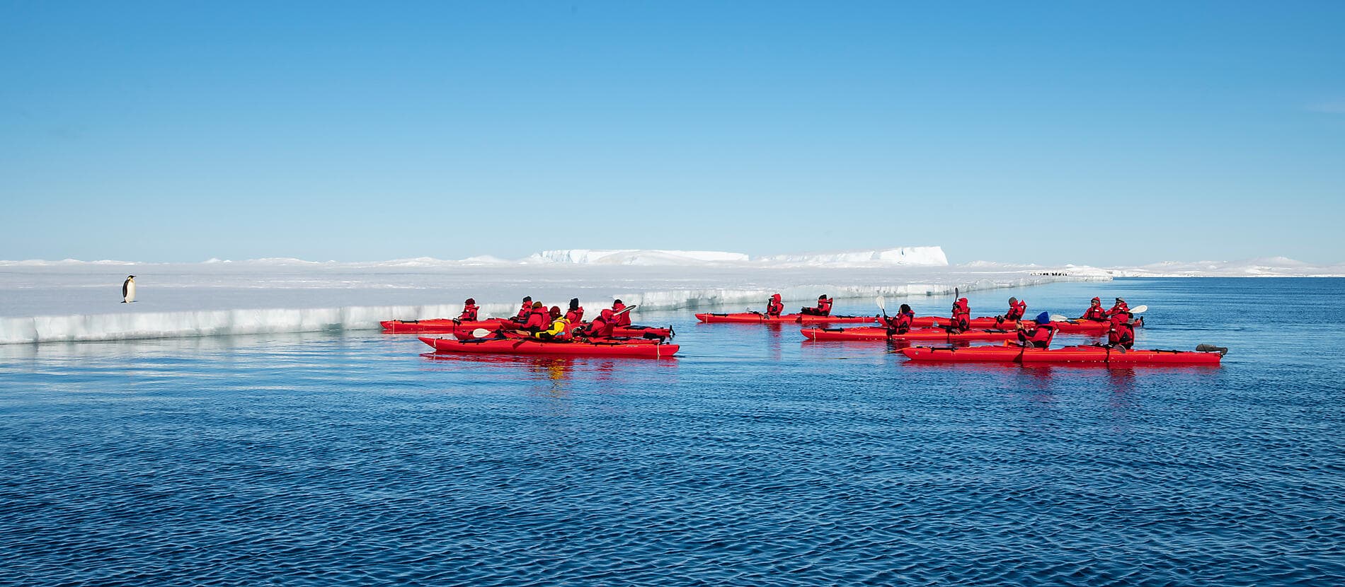 The Emperor Penguins of Weddell Sea 