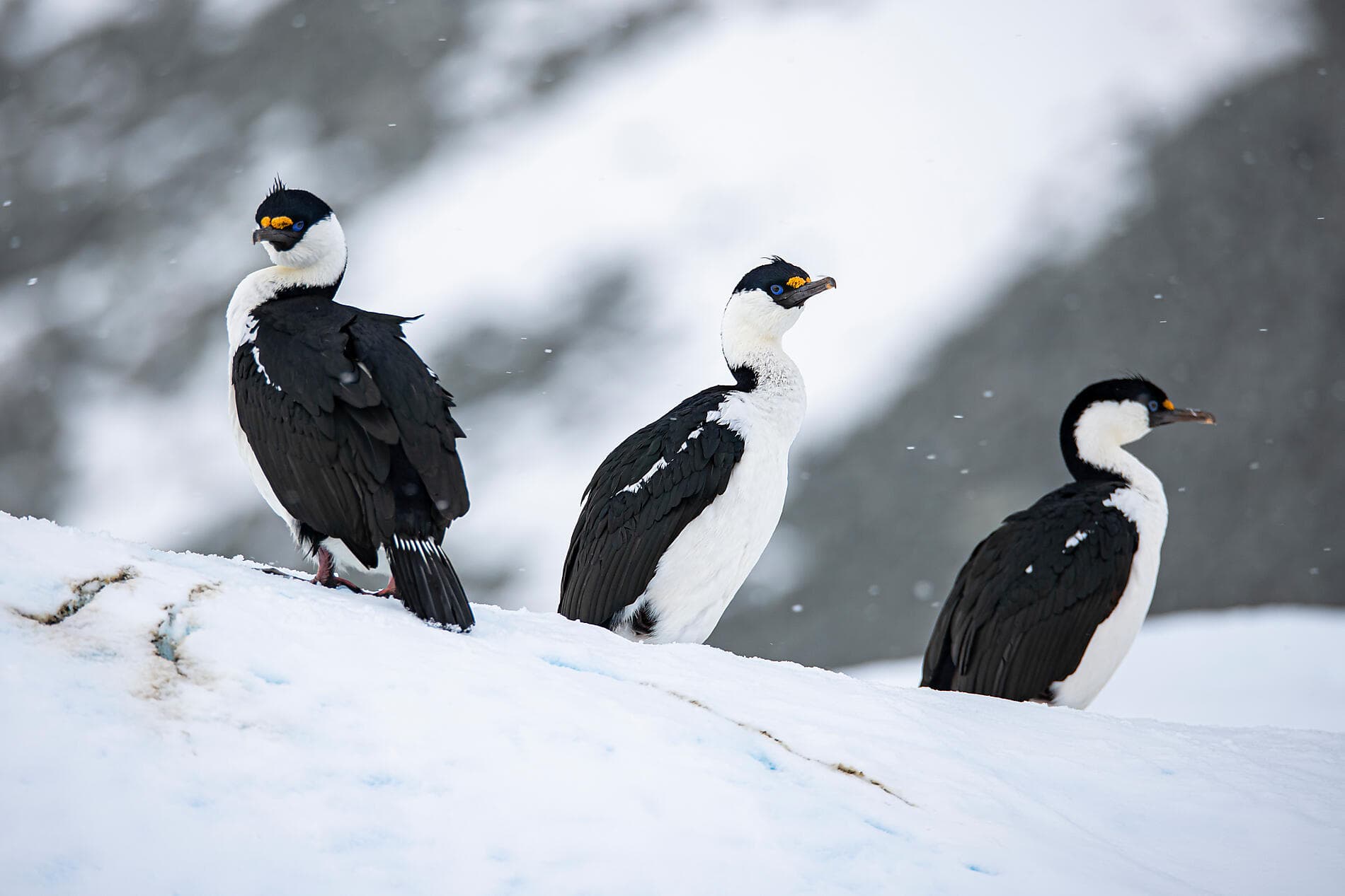 Beyond the Antarctic Circle – In the Wake of Jean-Baptiste Charcot 