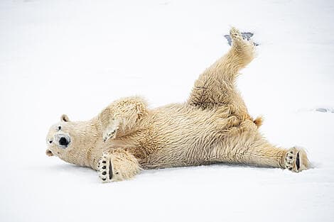 21 June 26 > 24 June 26 - Exploration of North-East Greenland