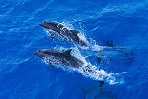 Dolphin watching expedition