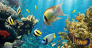 Lagoon discovery with snorkeling