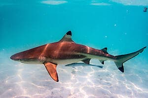 Discover the southern pass of Fakarava