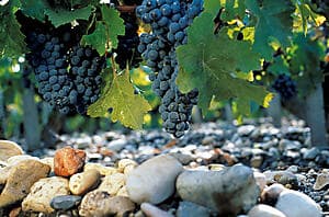 The famous Medoc Château Road