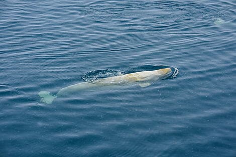 7 Mar 27 - Sailing Saint Lawrence Gulf