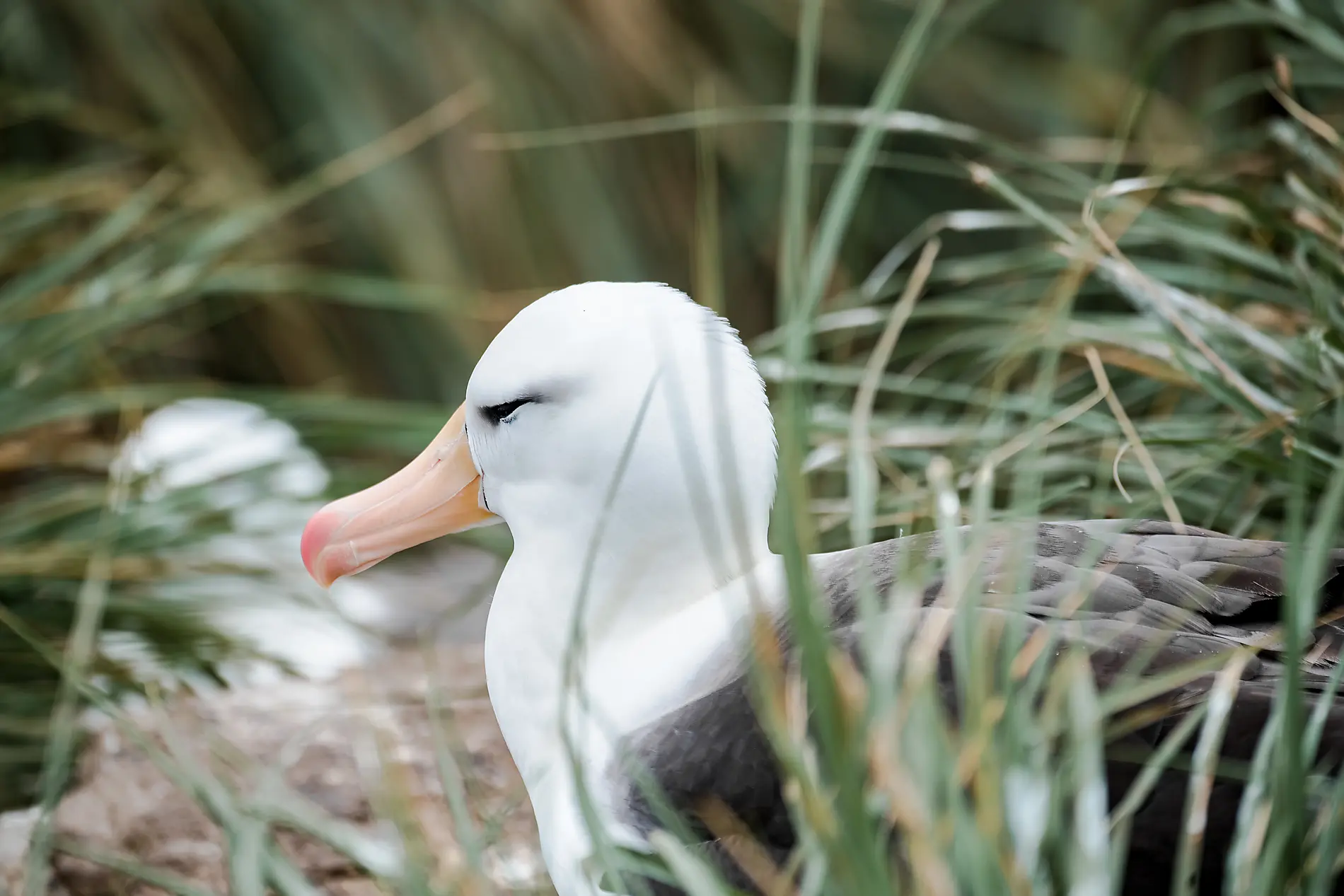 Journey to Austral Lands and Valdes Peninsula