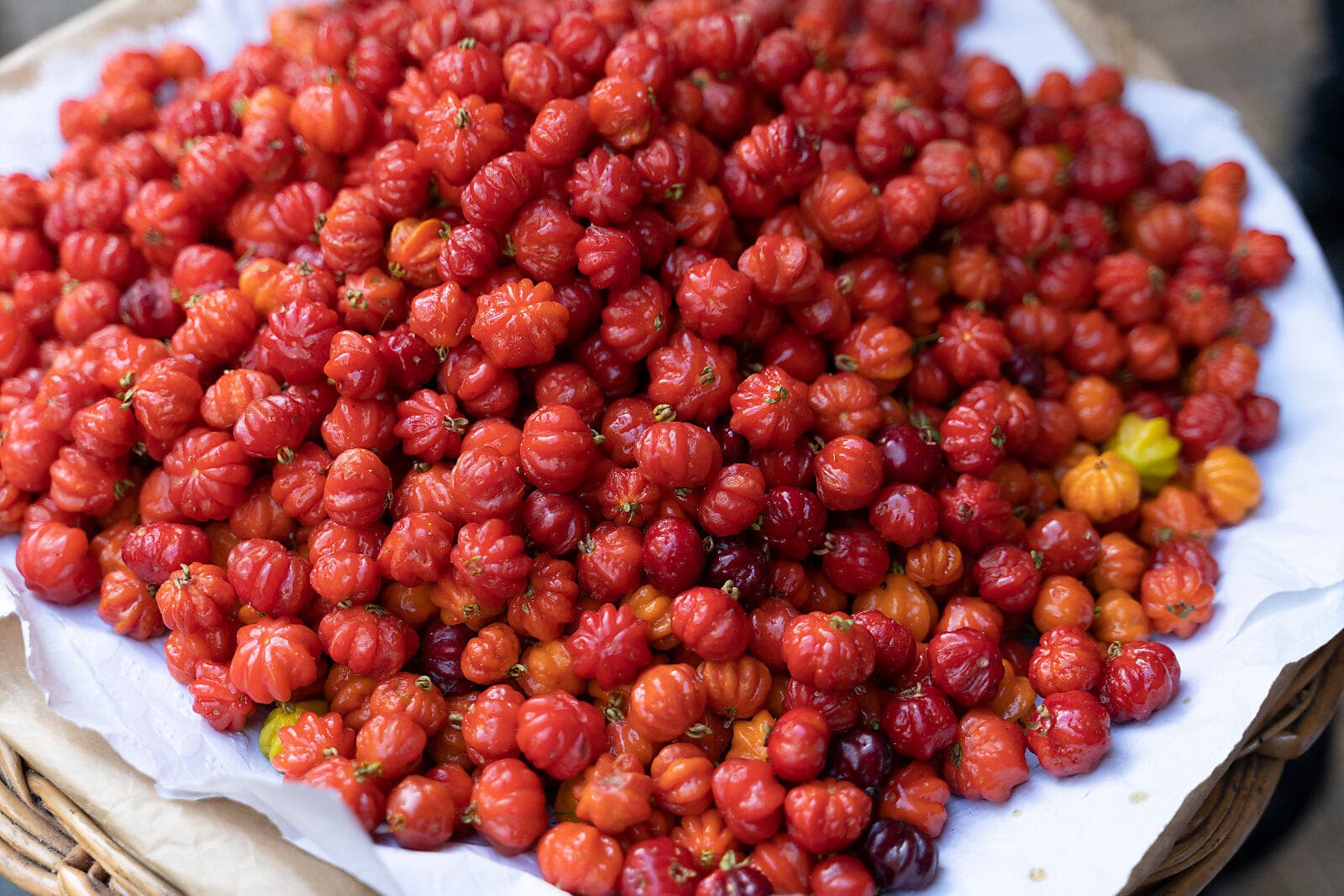 Atlantic Odyssey from the Canary Islands to the Iberian Peninsula  