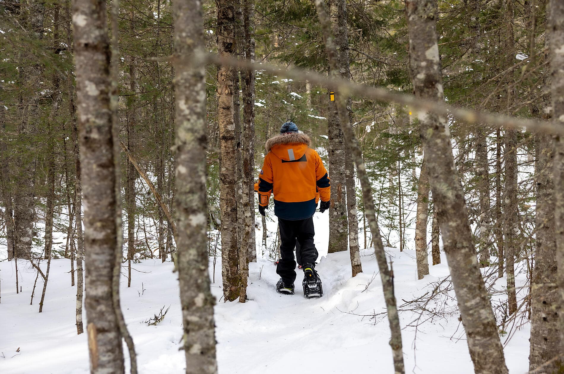 From the St Lawrence to Greenland, the Last Moments of Winter