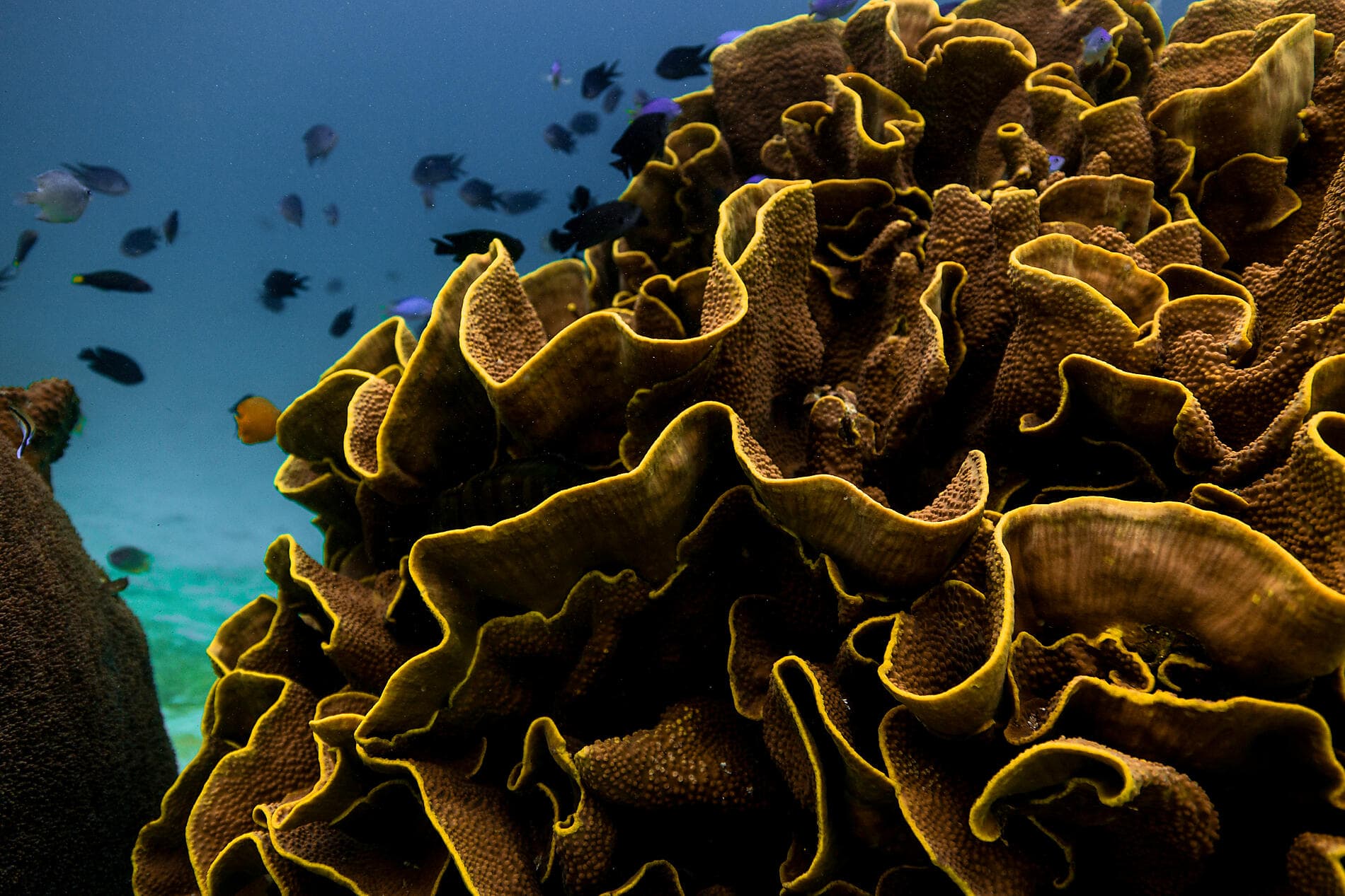 Indonesia’s Sacred Temples and Natural Sanctuaries 