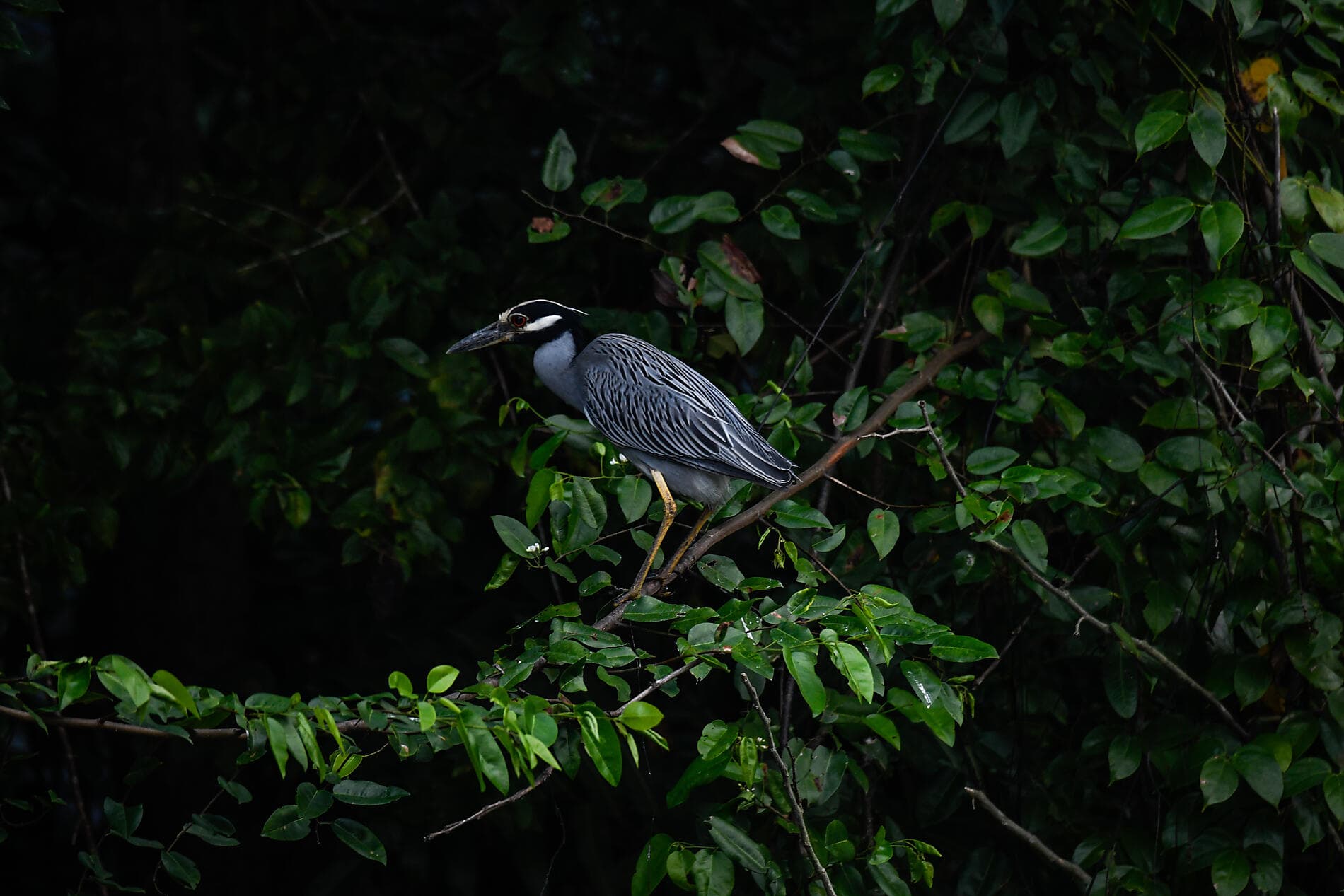 Natural Sanctuaries & Heritage of the Caribbean 