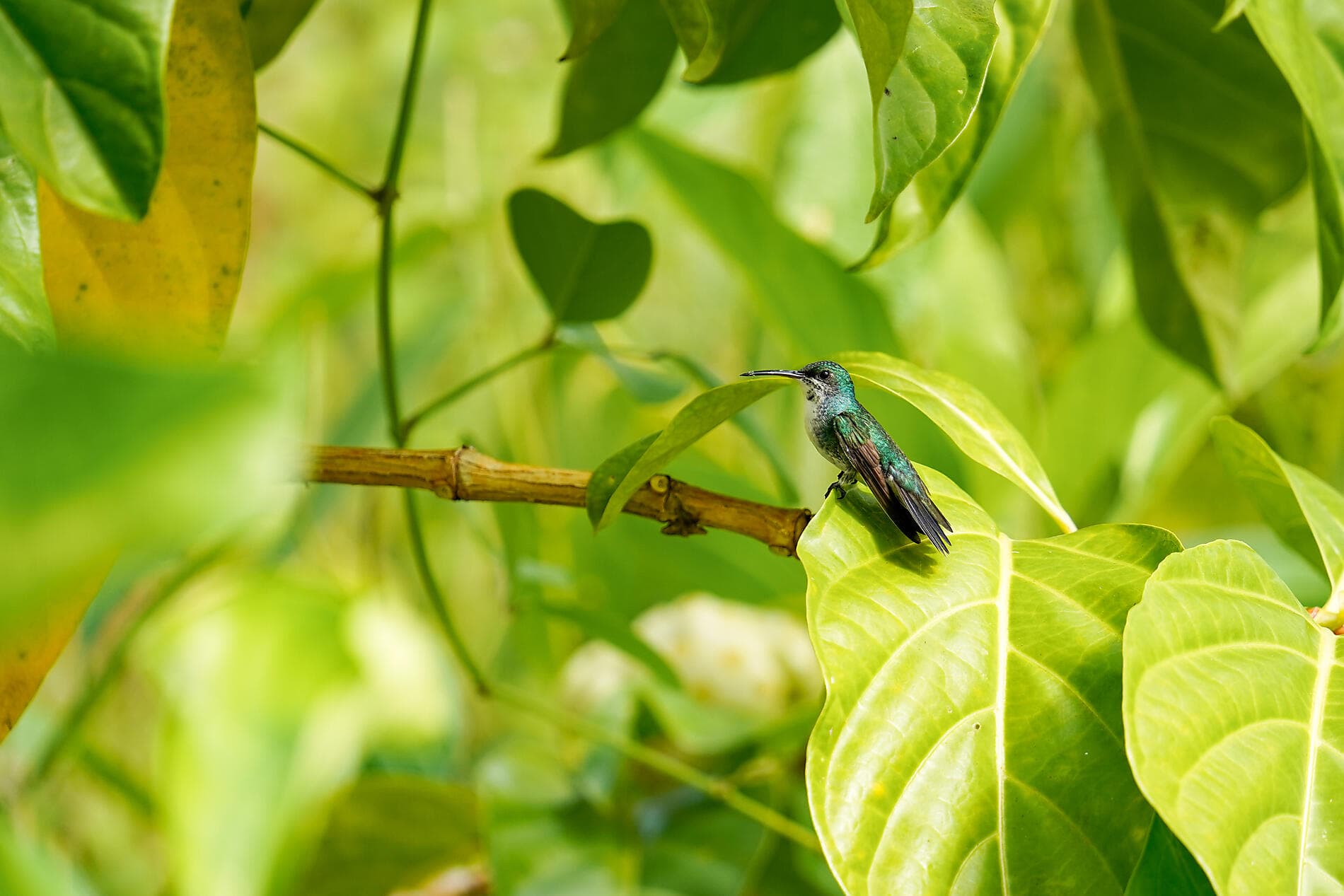 Natural Sanctuaries & Heritage of the Caribbean 