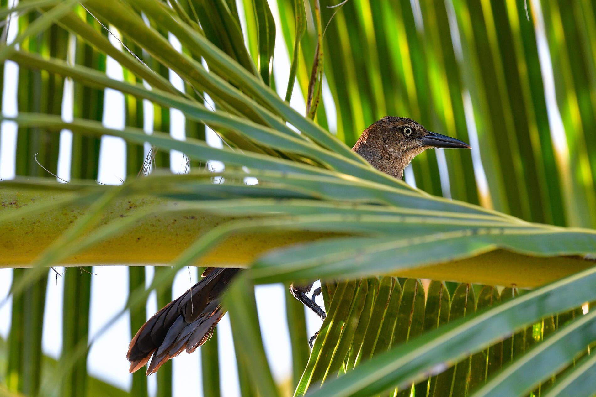 Natural Sanctuaries & Heritage of the Caribbean 