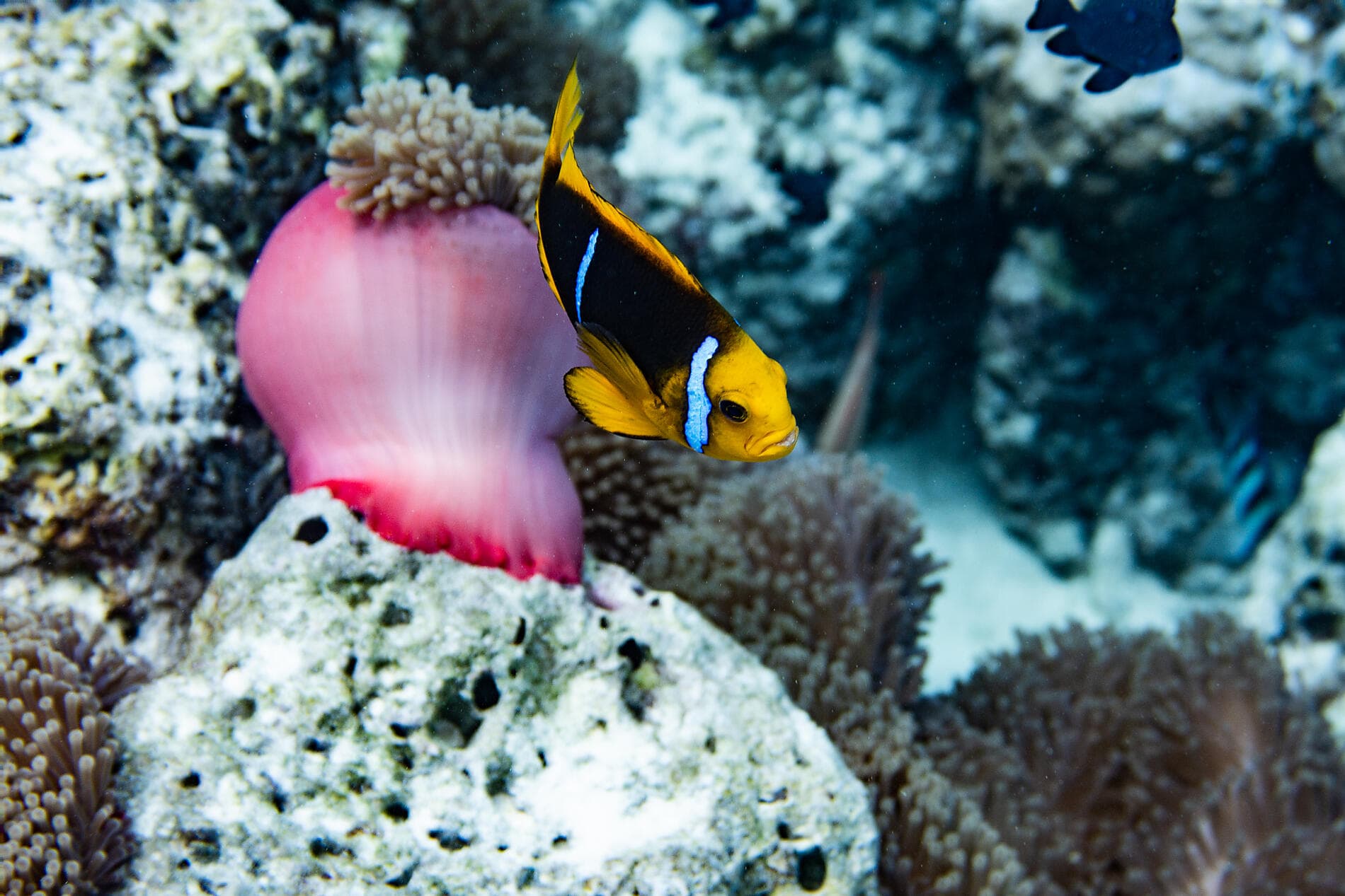 From Confidential French Polynesia to Pitcairn Island 