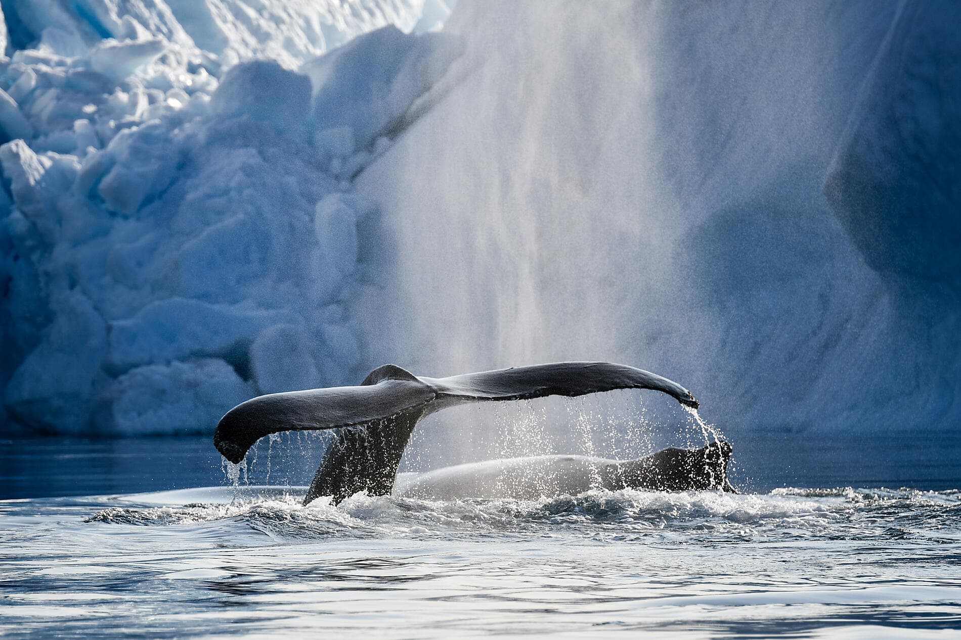 Disko Bay and Inuit villages 