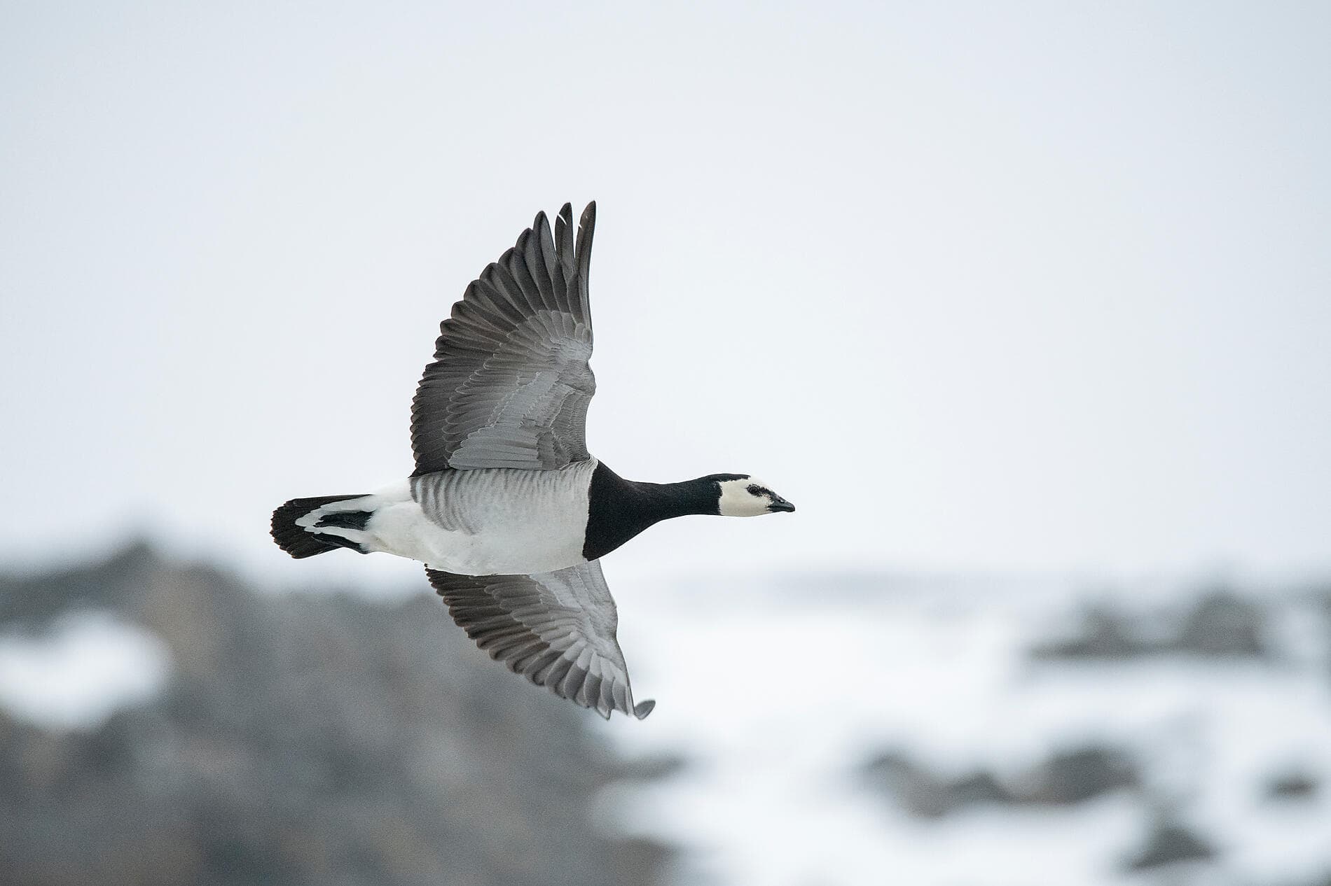 Fjords and glaciers of Spitsbergen