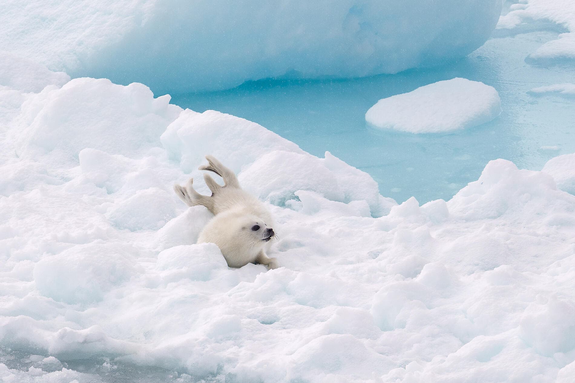 From the St Lawrence to Greenland, the Last Moments of Winter