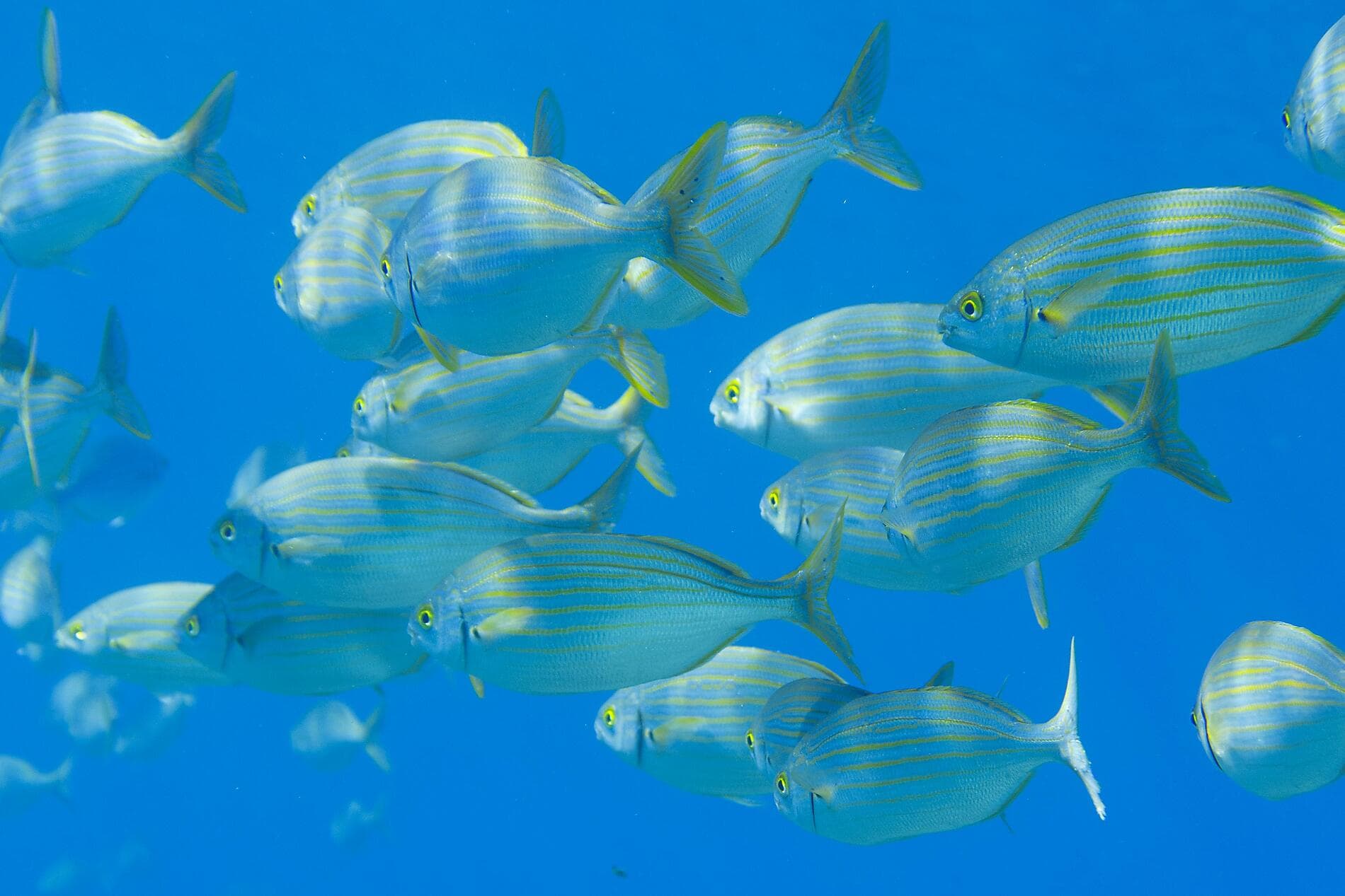 Corsican shores, under Sail Aboard Le Ponant 