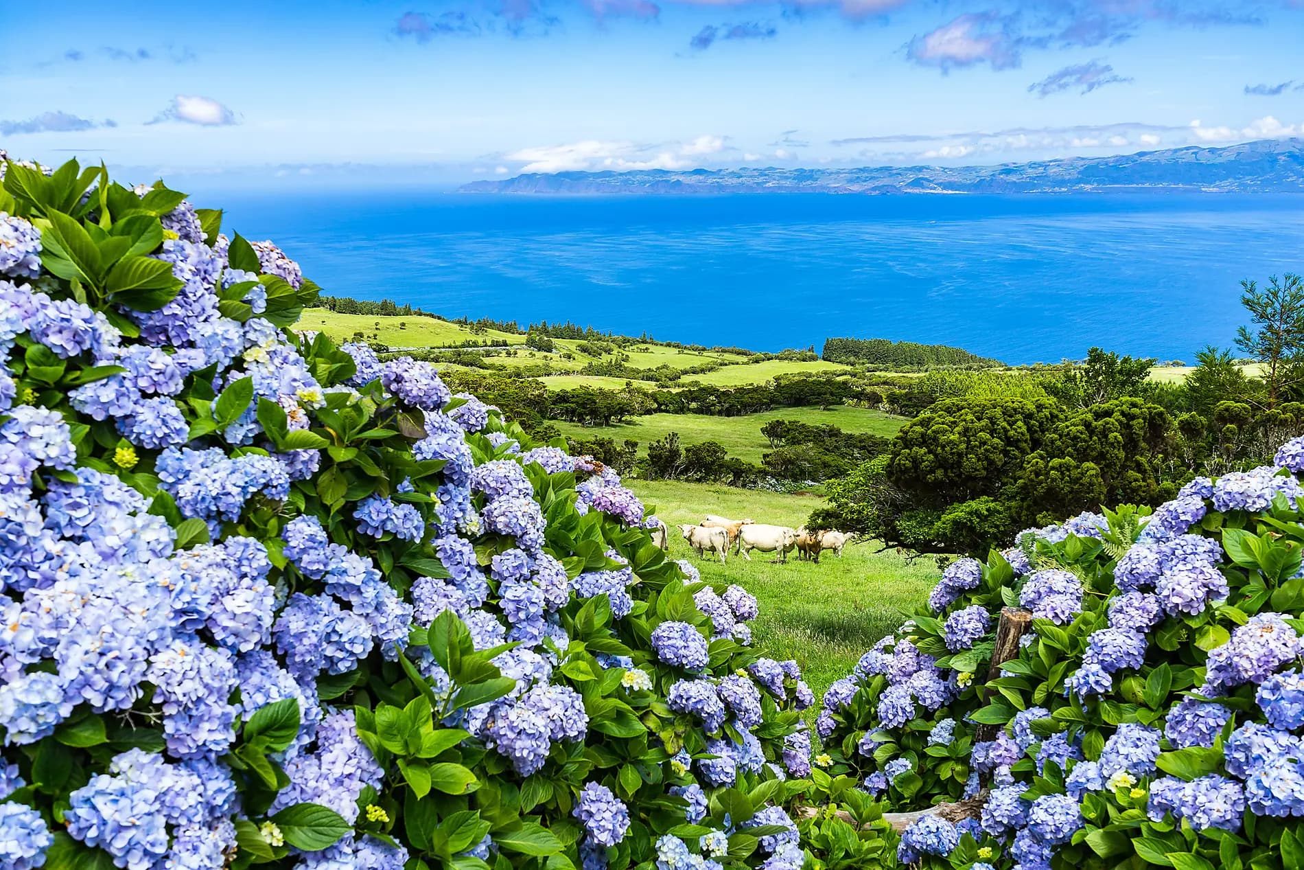 The Essential Azores