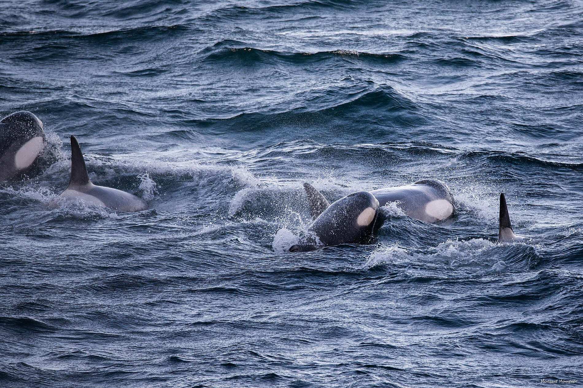 Unexplored Eastern Antarctica between Two Continents