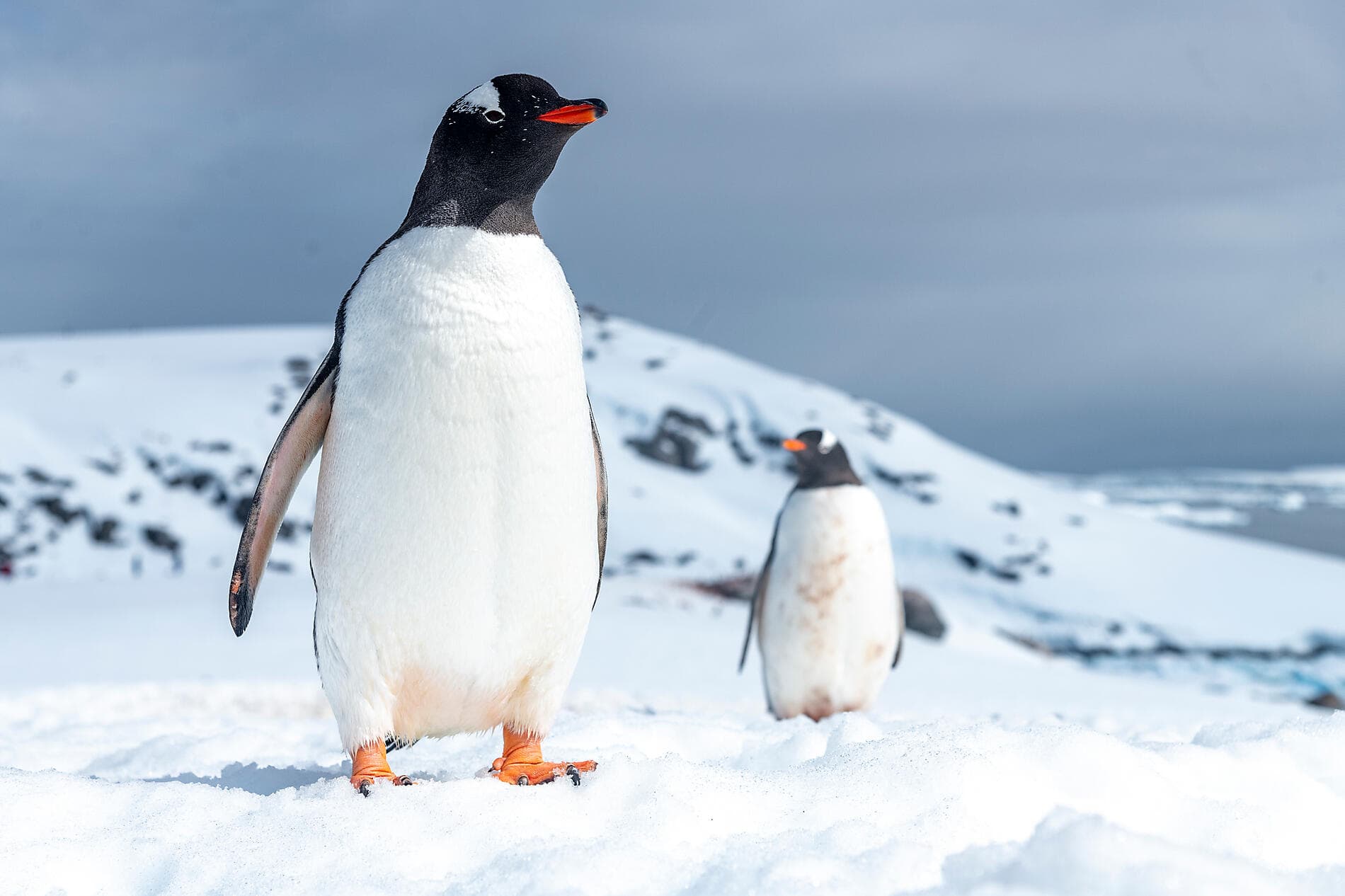 Emblematic Antarctica 
