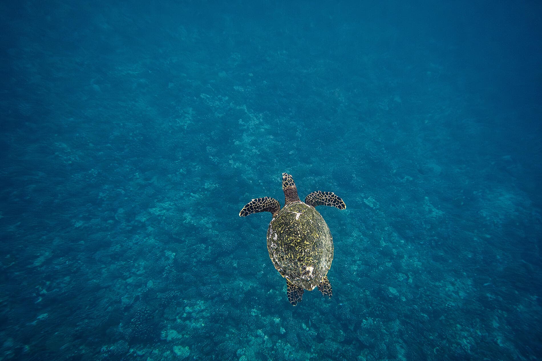 Tahiti and the Society Islands 