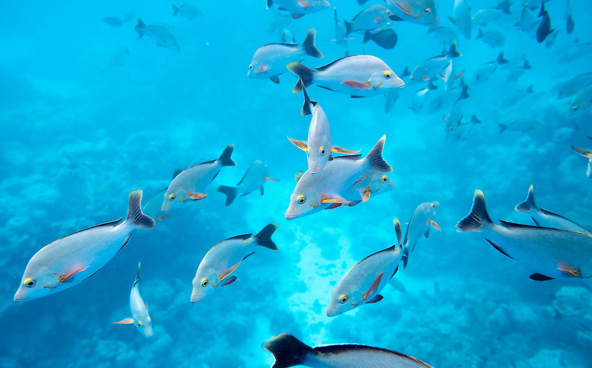 Society Islands & The Tuamotus 