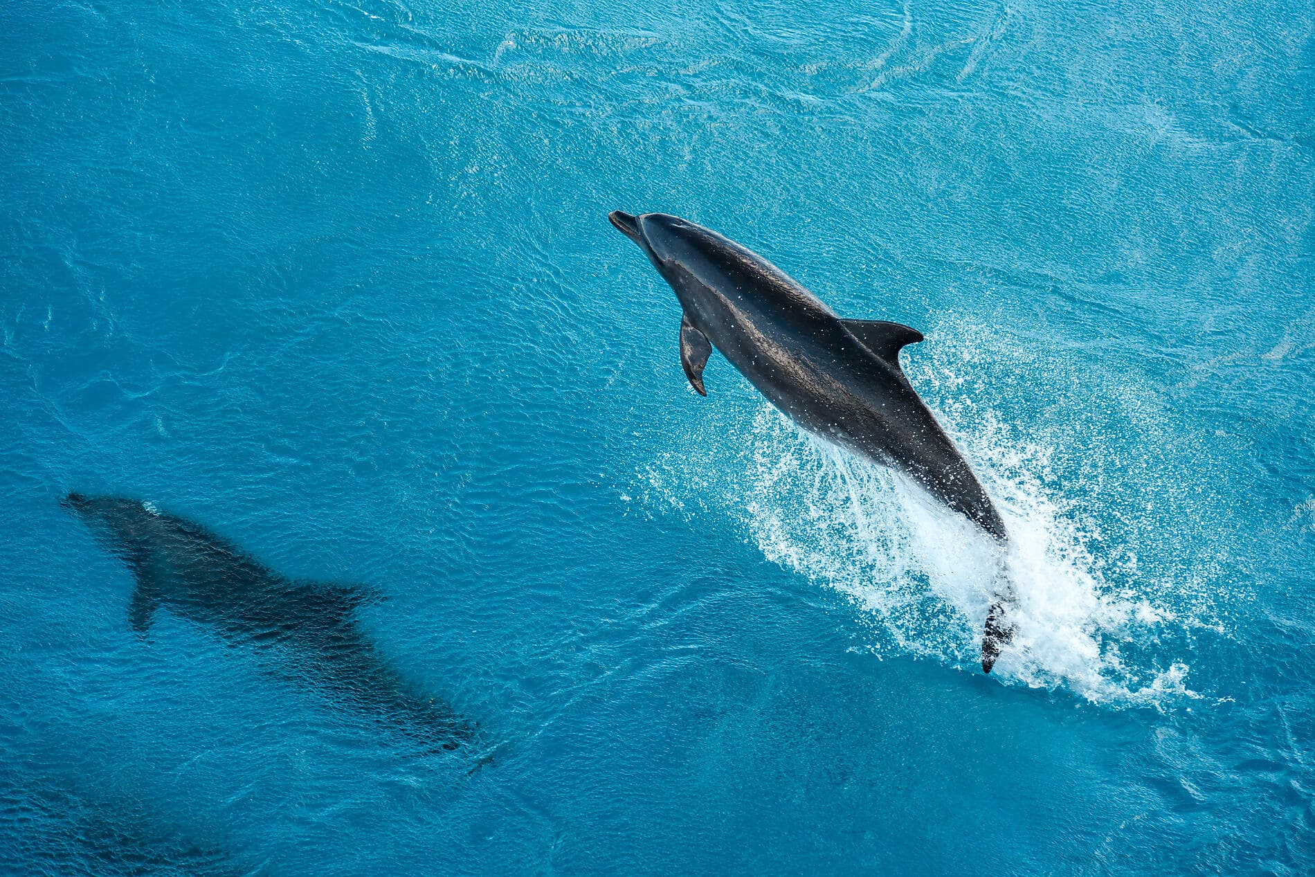 Society Islands & The Tuamotus 