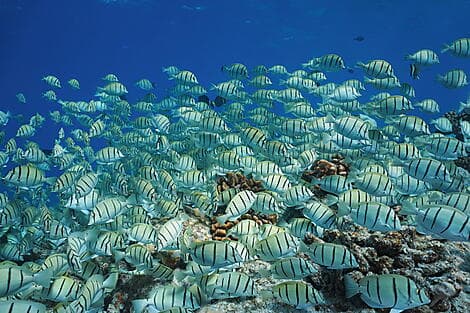 28 June 26 - Rangiroa, Tuamotu Islands