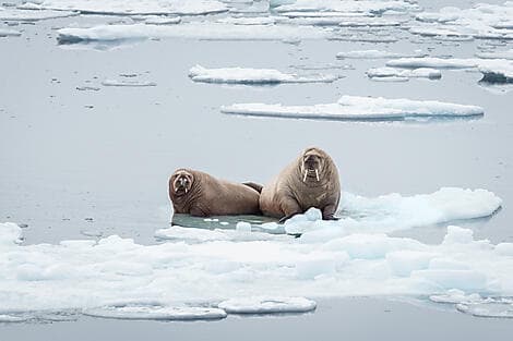 24 Apr 27 - Exploring the Northern polynya