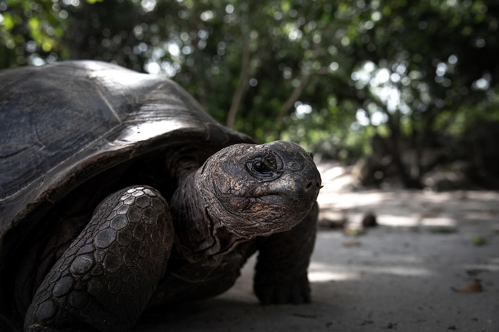 The essential Seychelles