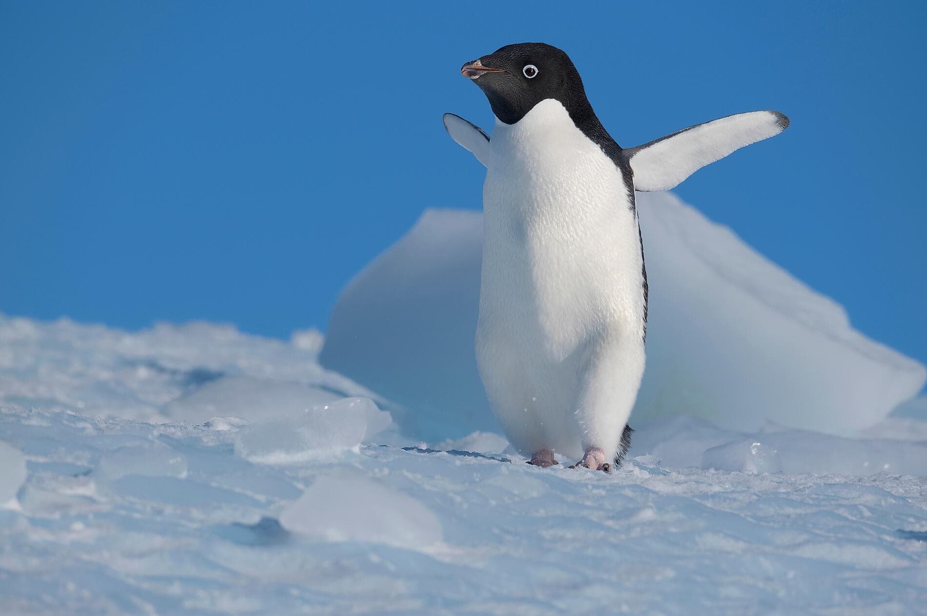 Antarctica: Ocean (Re)Imagined - with Woods Hole Oceanographic Institution 