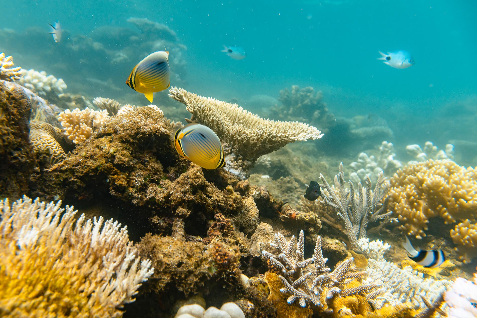 From Madagascar to the Seychelles, unsuspected Islands 