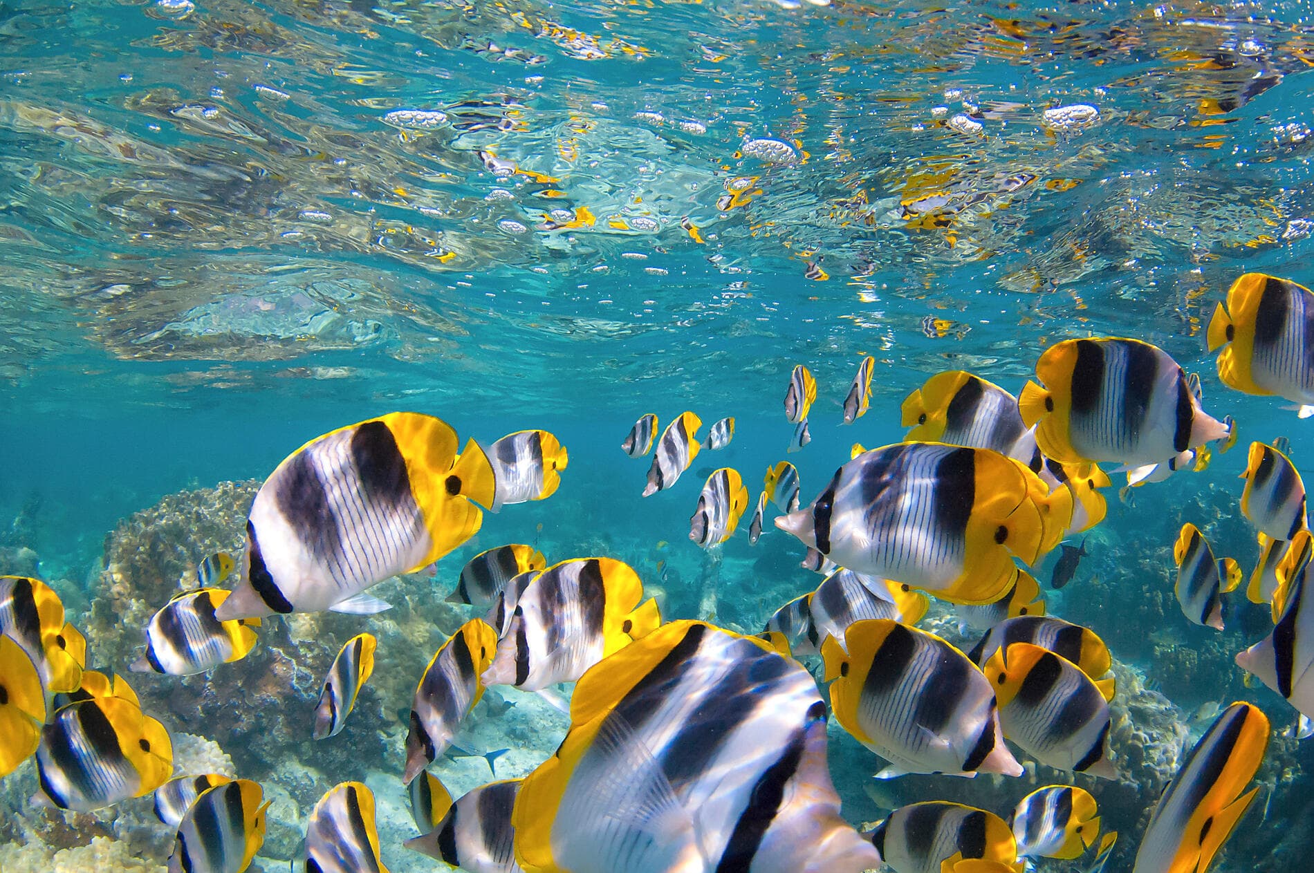 Wonders of the Caribbean 