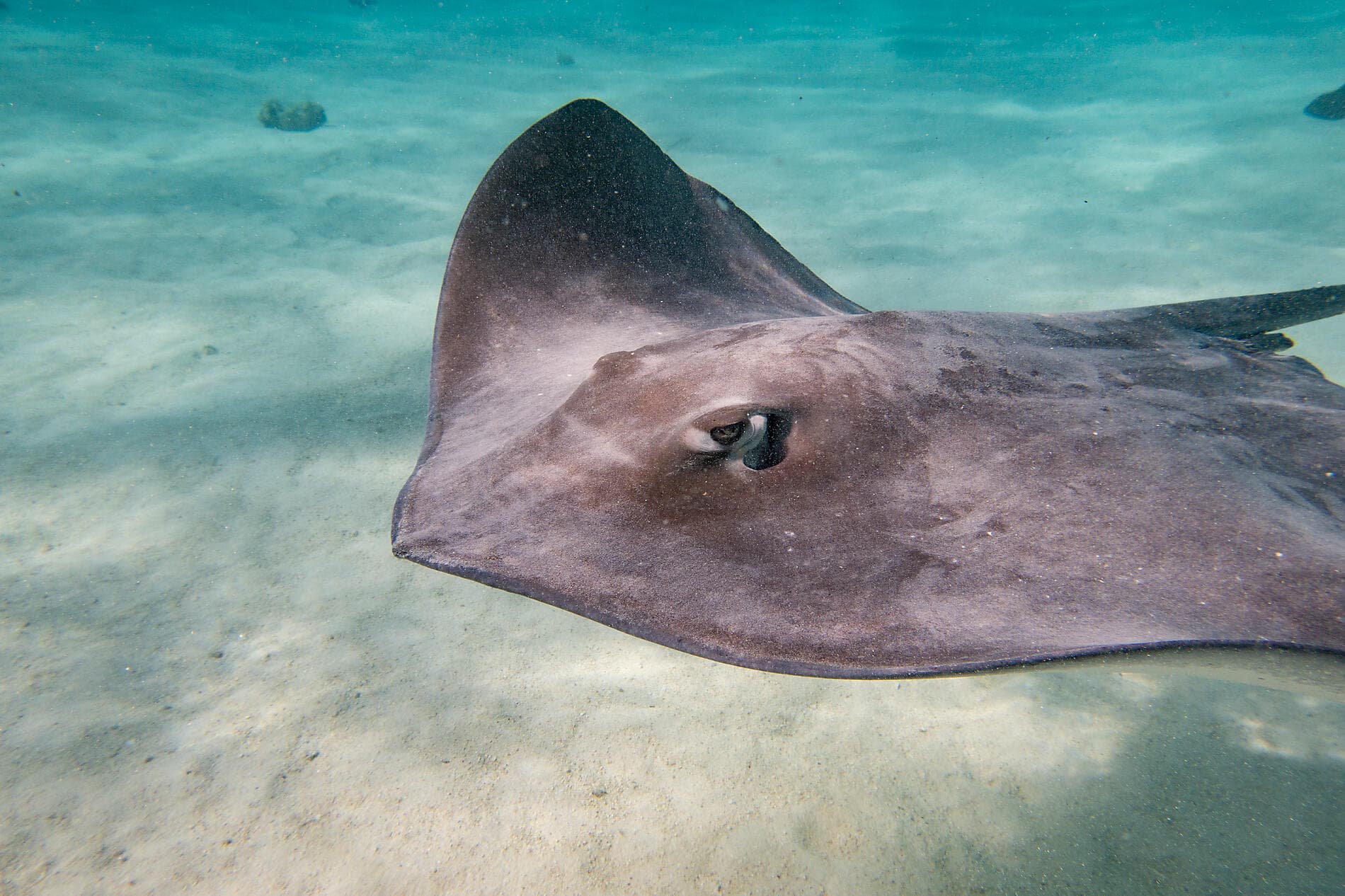 Polynesian Bliss: Marquesas and Tuamotu