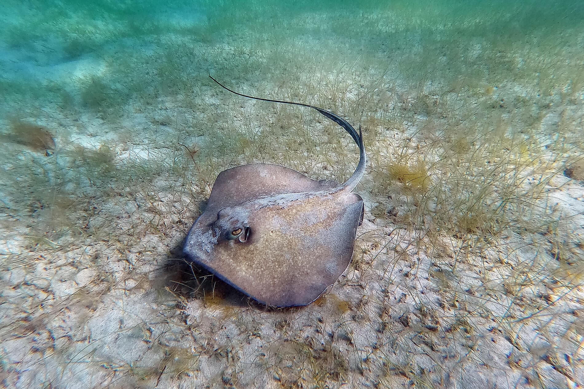 Reverie under sail in the heart of the Lesser Antilles