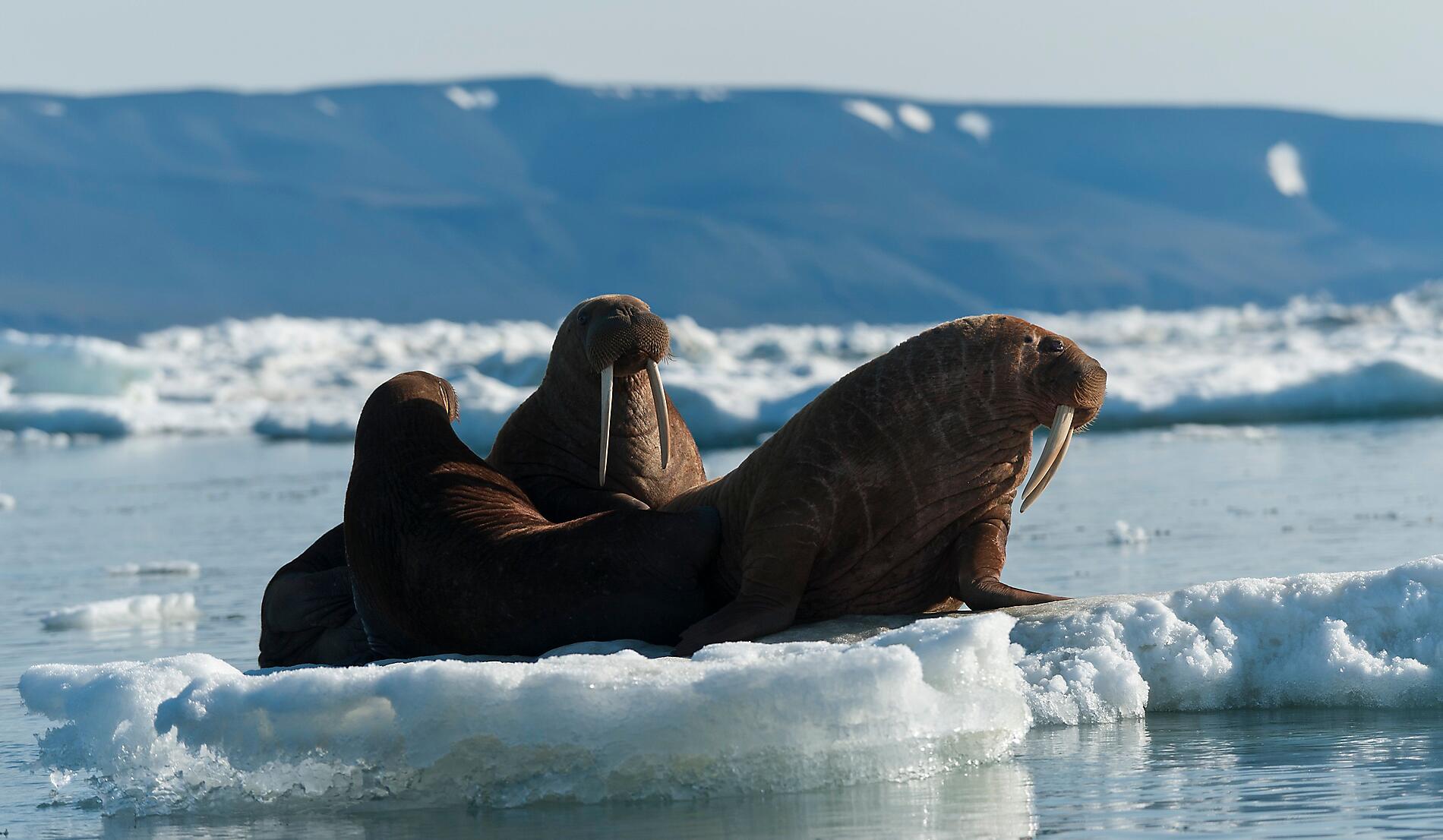 eTa9dv5A_@Sergey A.Frolov.jpeg.jpg